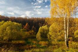 Fototapeta jesień dąb natura