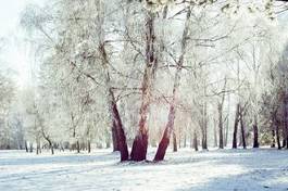 Fototapeta retro brzoza las świerk śnieg
