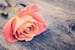 Fototapeta stary kwiat piękny świeży miłość