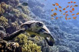 Naklejka podwodne ławica zwierzę żółw