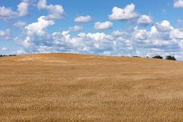 Fotoroleta natura pszenica rolnictwo zboże
