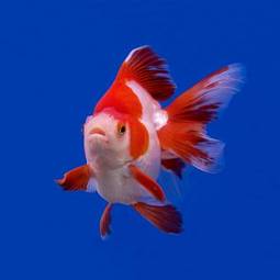 Fotoroleta woda podwodne morze zwierzę