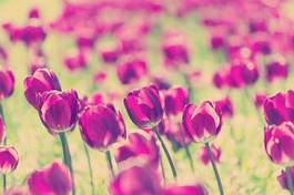 Plakat ogród tulipan stary pole piękny