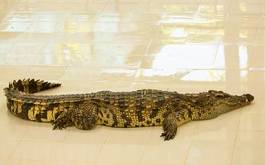 Plakat tajlandia woda aligator