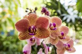 Fotoroleta kwiat storczyk roślina ogród tropikalny