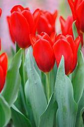 Obraz na płótnie tulipan roślina kwiat wspólnota