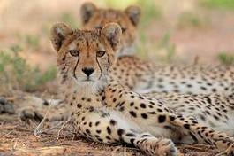 Naklejka safari fauna afryka republika południowej afryki