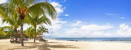 Fototapeta koral palma leżak plaża niebo