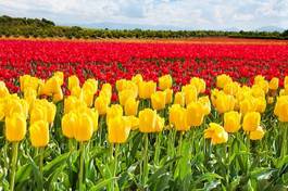 Fotoroleta holandia tulipan piękny kwitnący kwiat