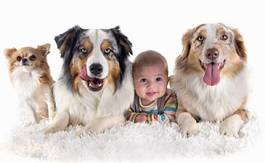 Plakat chihuahua chłopiec pies zwierzę ładny