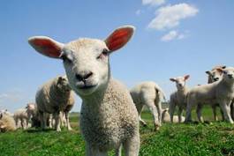 Obraz na płótnie rolnictwo trawa owca lato ssak