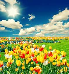 Fototapeta piękny tulipan trawa świeży