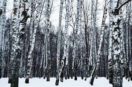 Fototapeta widok pejzaż las park śnieg