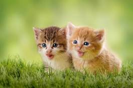 Naklejka dwa słodkie kociaki