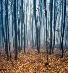 Plakat natura las drzewa jesień polana
