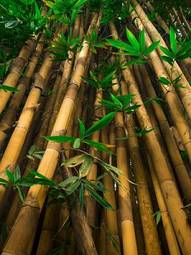 Fototapeta stary roślina bambus drzewa ogród