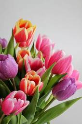 Naklejka natura tulipan rosa