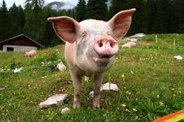 Obraz na płótnie świnia wiejski zwierzę rolnictwo