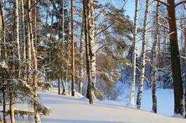 Fototapeta brzoza las śnieg