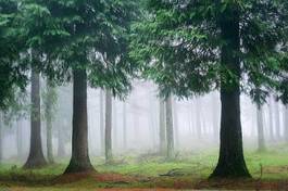 Obraz na płótnie drzewa las natura pejzaż ranek