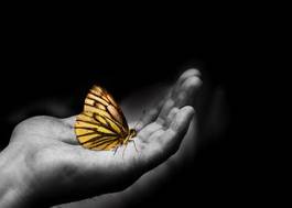 Naklejka zwierzę motyl natura ręka owad