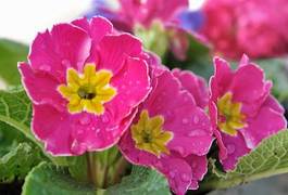 Fotoroleta kwiat natura roślina rosa