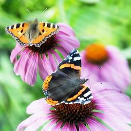 Naklejka ładny motyl lato