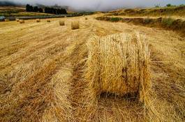 Fotoroleta wzór trawa rolnictwo żniwa