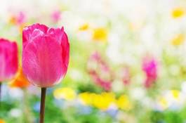 Fototapeta roślina kwiat tulipan kwietnik płatki