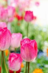 Obraz na płótnie roślina kwiat tulipan sprężyna