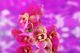 Fotoroleta tropikalny kwiat pąk świeży