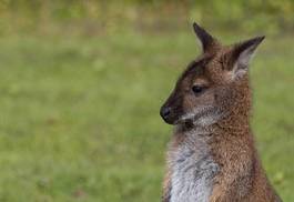 Fotoroleta park kangur dziki ładny
