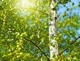 Fototapeta drzewa piękny słońce brzoza natura