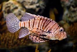 Fotoroleta tropikalny rafa natura ryba podwodne