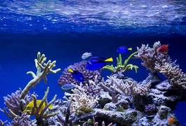 Fotoroleta podwodne świat ryba fauna