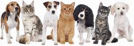 Obraz na płótnie grupa kotów i psów