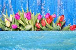 Naklejka wschód tulipan kwiat natura ogród