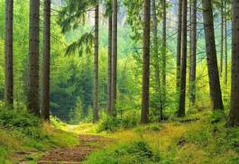 Plakat ścieżka roślina las jesień