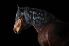 Fototapeta koń oko zwierzę