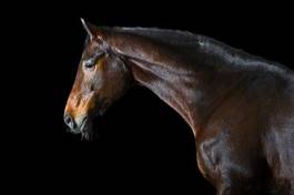 Naklejka portret piękny klacz koń ssak