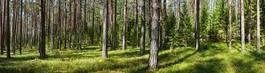 Obraz na płótnie panorama lasu latem