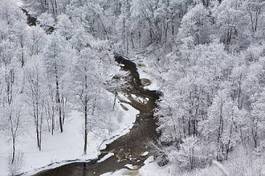 Fotoroleta las drzewa śnieg natura