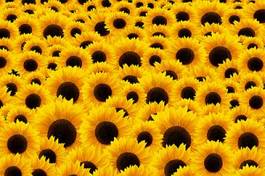 Obraz na płótnie kwiat słonecznik zdrowie rolnictwo