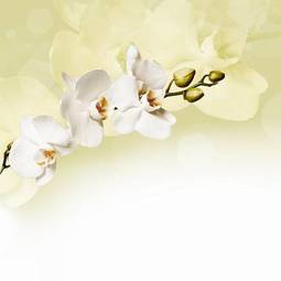 Plakat biała orchidea na delikatnym tle