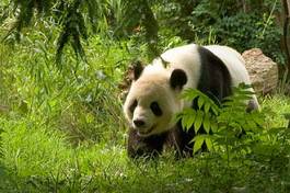 Naklejka bambus jedzenie dziki waszyngton