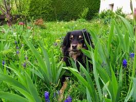 Fototapeta pies w ogrodzie