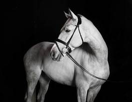 Fototapeta klacz zwierzę twarz koń