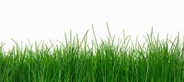 Naklejka zielona trawa na białym tle