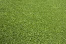 Obraz na płótnie park japonia boisko piłki nożnej trawa