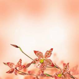 Plakat piękny pąk kwitnący motyl roślina